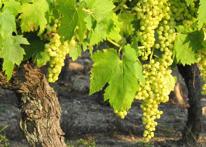 D'hotes Clos Des Pierres Blanches 3*